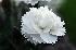gillyflower gillyflower